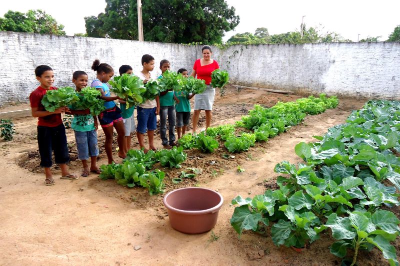 notícia: Emater incentiva produção de hortaliças pelo sistema hidropônico em Brasil Novo