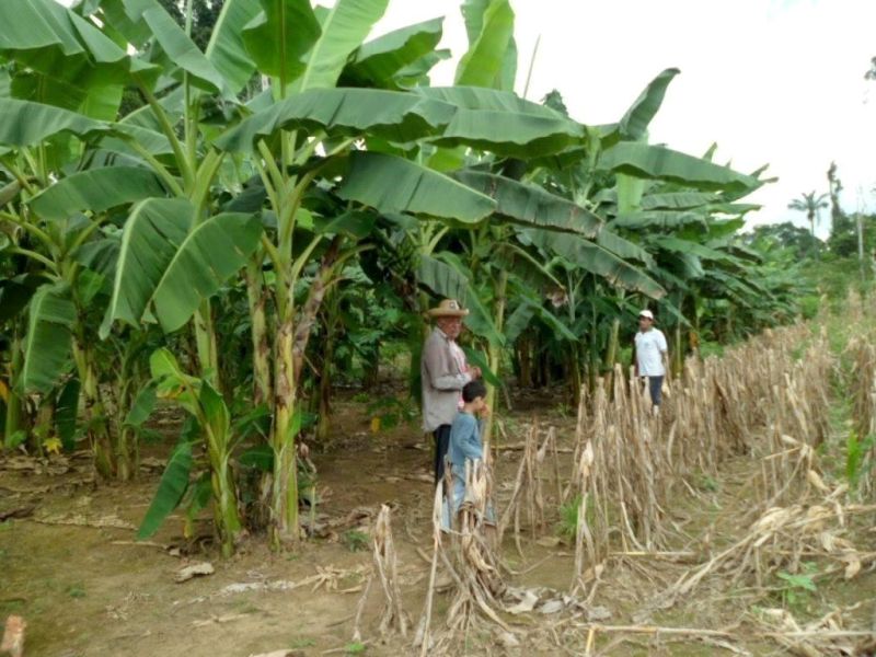 notícia: Emater distribui mudas de banana geneticamente melhoradas em Altamira 