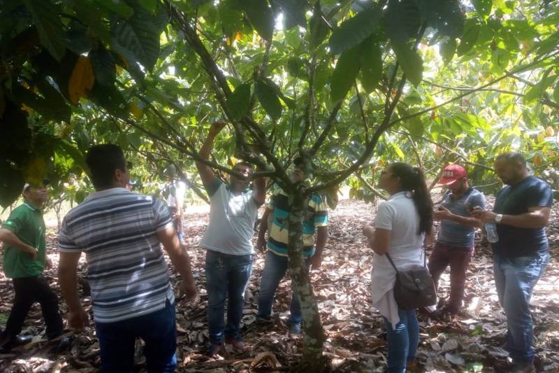 Técnicos da Empresa de Assistência Técnica e Extensão Rural do Estado do Pará (Emater) estão participando de um curso sobre a lavoura cacaueira, no Instituto Adventista Transamazônico Agroindustrial (IATAI), em Uruará, sudoeste paraense.