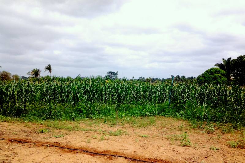 O agricultor Paulo Renner, proprietário da chácara Abacaxi Vitória, localizada a 30 km do centro de Marabá, no sudeste paraense, pretende produzir cerca de 100 mil pés do fruto em 12 meses. 