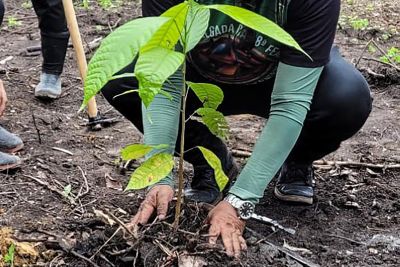 notícia: Emater promove o 'Hora do Plantar Floresta', pelo Dia do Meio Ambiente, nos 144 municípios 