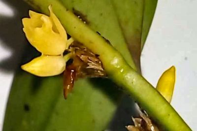 notícia: Projeto registra nova espécie de orquídea no Parque do Utinga