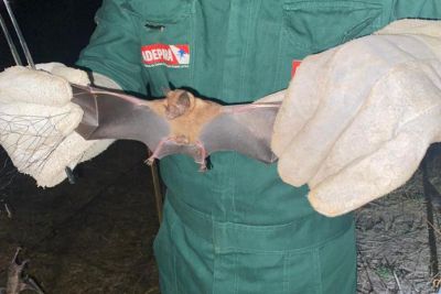 notícia: Ádepará monitora e captura morcegos responsáveis pela raiva animal no Estado