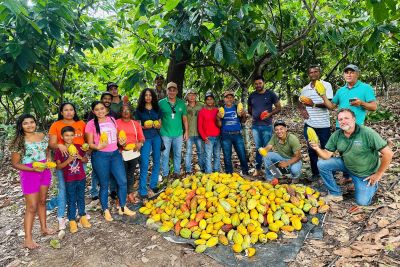 notícia: Agricultores participam de prática de produção cacaueira, em São Domingos do Araguaia