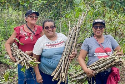 notícia: Paragominas realiza Dia de Campo e comemora a multiplicação de manivas modificadas geneticamente