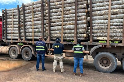 notícia: Sefa apreende 81 metros cúbicos de madeira em toras em Dom Eliseu no sudeste paraense