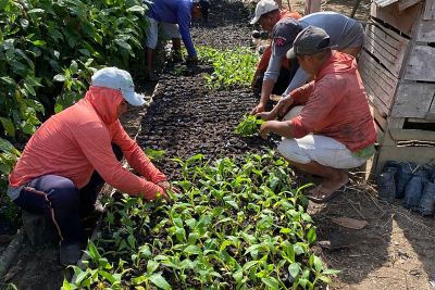 notícia: Emater apoia assentados a acessarem R$ 8 mi de crédito rural para plantio de bananas