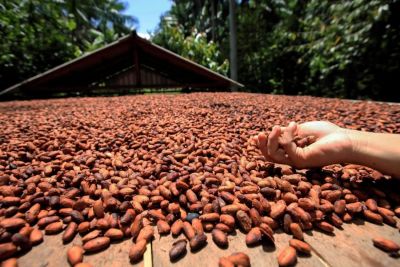 notícia: Pará produziu mais de 13 milhões de sementes híbridas de cacau ano passado