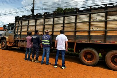 notícia: Secretaria da Fazenda (Sefa) apreende 38 cabeças de gado em Dom Eliseu