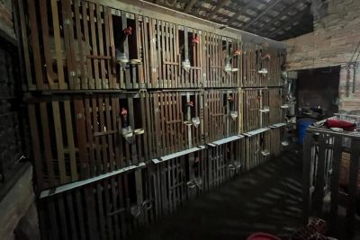 notícia: Em Marabá, homem é preso em flagrante por maus tratos a animais