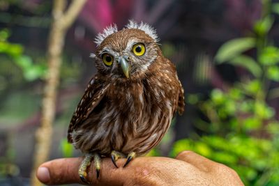 notícia: Parque Mangal das Garças ganha quatro novas espécies de aves em Belém
