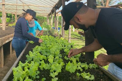 notícia: Seaster implanta unidade produtiva do projeto “Hortas Sociais Pedagógicas” em Tracuateua 