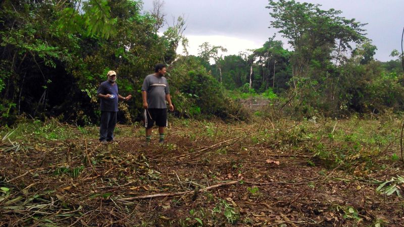 notícia: Emater desenvolve projeto de citricultura pioneiro no Marajó
