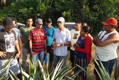notícia: Produtores de abacaxi de Salvaterra aprendem técnicas de produção integrada