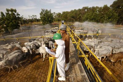 notícia: Estado convoca setores pecuarista e de supermercados para esclarecer abastecimento de carne bovina