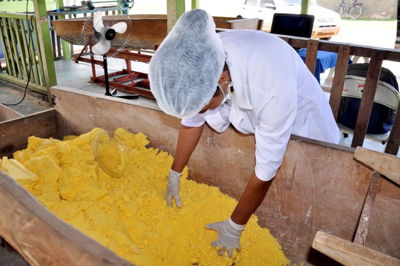 notícia: Fábricas de farinha vão beneficiar produtores de São Francisco do Pará