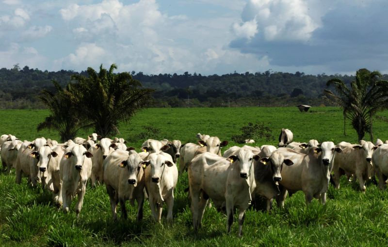 notícia: Sedap cobra rapidez na inclusão do Pará como estado apto a exportar carne para os EUA