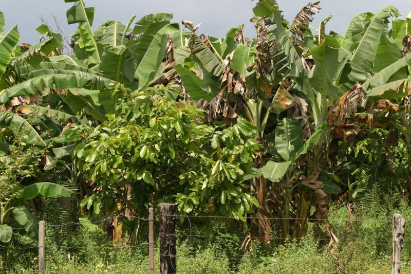 notícia: Emater faz Dia de Campo sobre agricultura de baixo carbono em Marabá