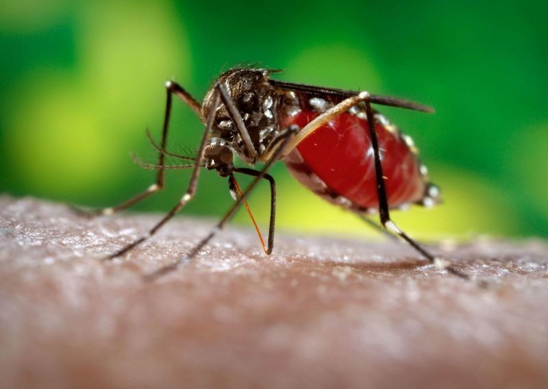 notícia: Sespa recomenda aos municípios ações no Dia D da dengue