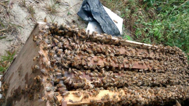 notícia: Regiões nordeste e sul do Pará receberão seminários sobre diagnóstico da cadeia produtiva do mel