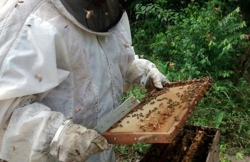 notícia: Apicultores de Santa Bárbara vão colher mais de uma tonelada de mel