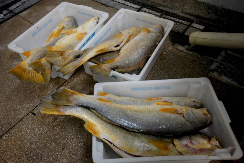 notícia: Adepará apreende oito toneladas de pescado em Gurupi