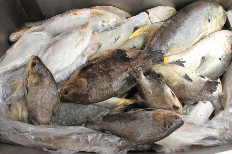 notícia: Sedap realiza Feira do Pescado em Tucuruí a partir desta sexta