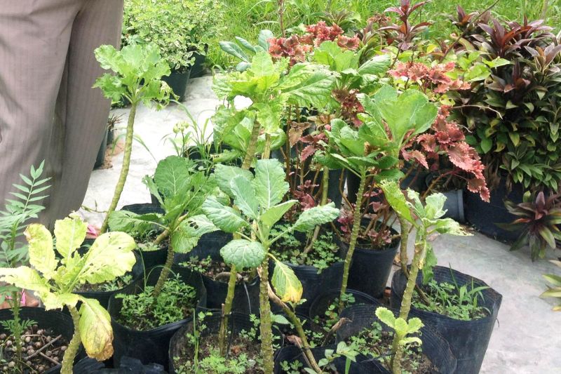 notícia: Emater incentiva floricultura em Benevides