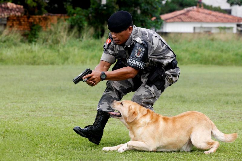 notícia: Animais treinados são fortes aliados no trabalho de segurança pública