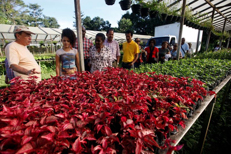 notícia: Mercado caribenho pode ser o novo destino das flores produzidas no Pará