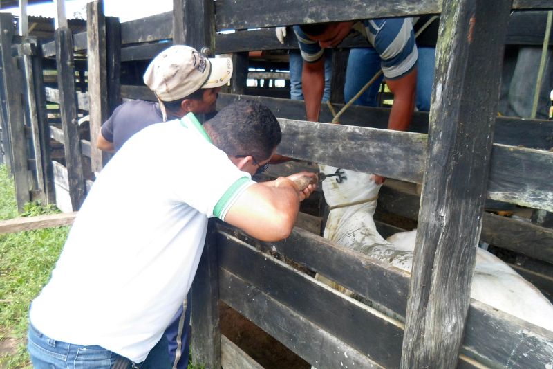 notícia: Ação preventiva da Emater promove o combate à brucelose em São Miguel do Guamá