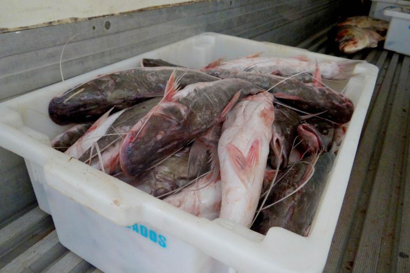 notícia: Adepará apreende três toneladas de pescado em Outeiro