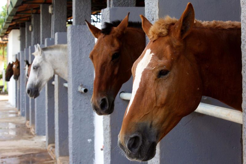 notícia: Cavalos da Polícia Militar do Pará são liberados para voltar à ativa