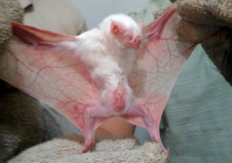 notícia: Raro morcego vampiro albino é capturado em ação da Adepará