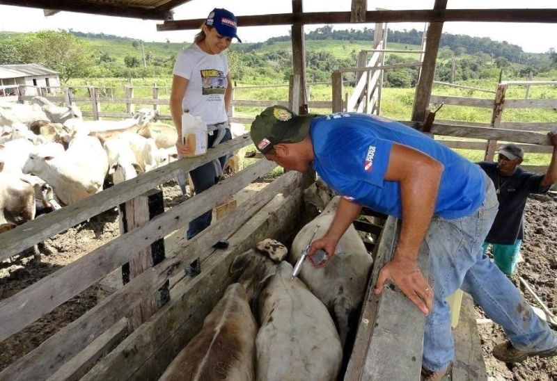 notícia: Vacinação contra aftosa chega a quase 100% no Marajó