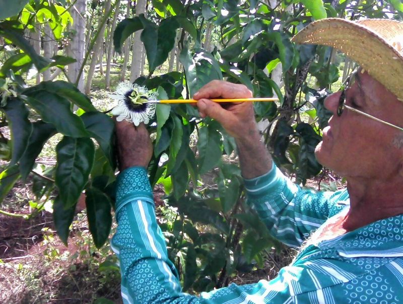 notícia: Sectet capta recursos para qualificação profissional em áreas de fruticultura no Xingu