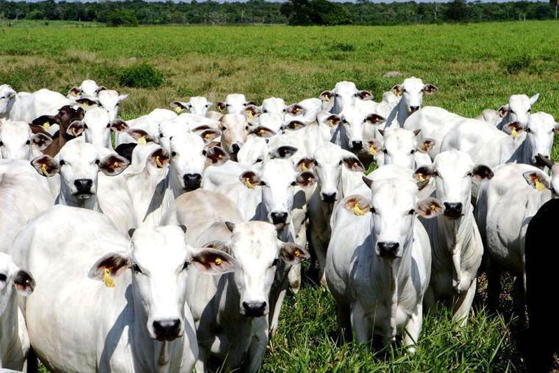 notícia: Adepará espera vacinar 550 mil animais contra aftosa em Santarém