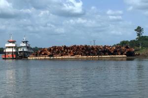 notícia: Operação conjunta apreende madeira ilegal em Moju