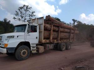 notícia: Operação em Senador José Porfírio apreende 10 mil m³ de madeira em tora
