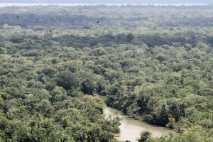 notícia: Fórum amplia diálogo entre pesquisadores do setor florestal