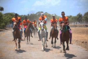 notícia: Festival do Cavalo Marajoara resgata a identidade cultural no Arquipélago do Marajó