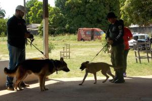 notícia: Cães treinados vão ajudar na segurança do oeste do Pará