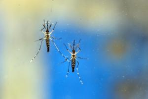 notícia: Novo informe epidemiológico mostra redução de 73% dos casos de dengue no Pará