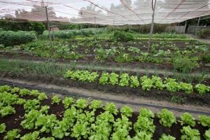 notícia: Sedap define plano para ampliar plantio de hortaliças na RMB