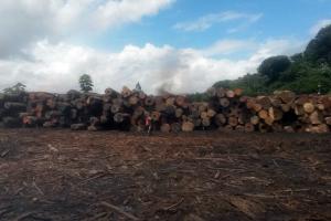 notícia: Polícia apura transporte irregular de madeira apreendida em Curralinho  