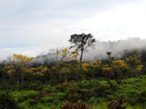 notícia: Governo do Pará entrega títulos de terras em São Félix do Xingu