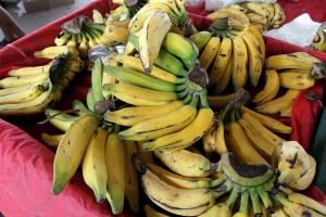 notícia: Sedap incentiva aumento da produção de banana para reduzir importação