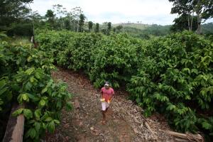 notícia: Agricultura é responsável por quase 40% da economia do Pará