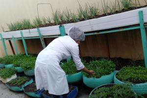 notícia: Hospital de Paragominas utiliza hortaliças orgânicas cultivadas na unidade