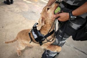 notícia: Cães policiais: eficiência movida à confiança, amor e cumplicidade